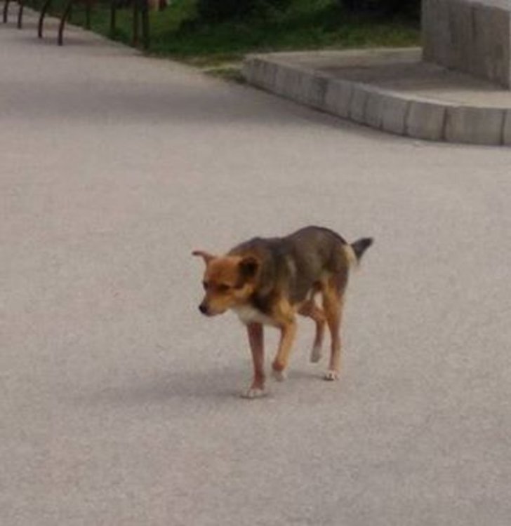 Хасковлийка: нашествие от кучета в Градската градина, въпреки забраната