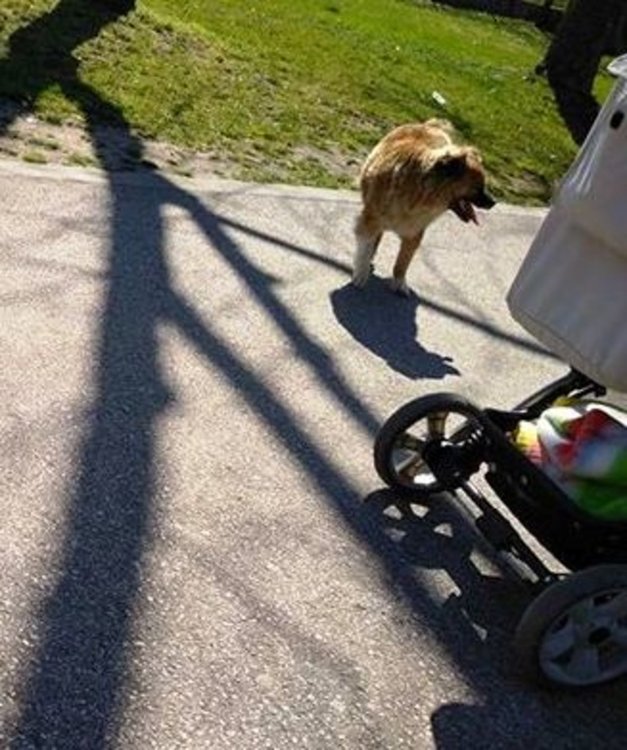 Хасковлийка: нашествие от кучета в Градската градина, въпреки забраната