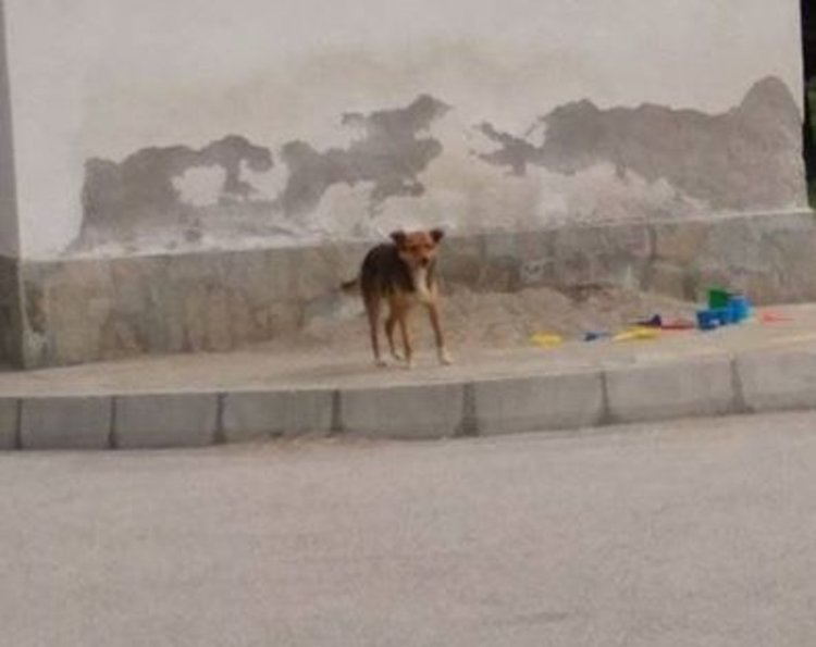 Хасковлийка: нашествие от кучета в Градската градина, въпреки забраната