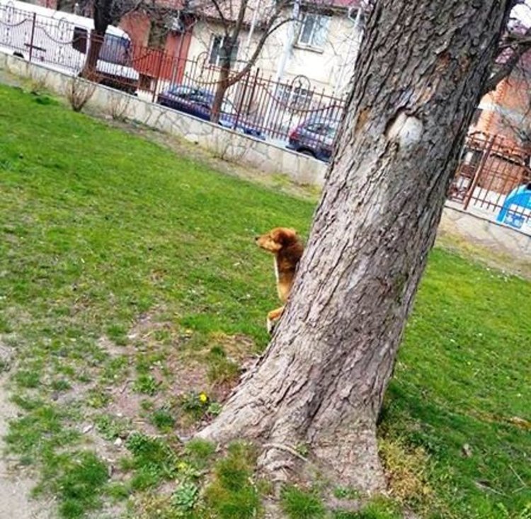 Хасковлийка: нашествие от кучета в Градската градина, въпреки забраната