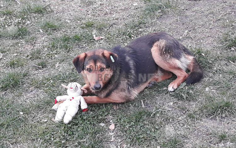 Деца подариха парцалена кукла на бездомно куче в Кърджали, то не се разделя с нея