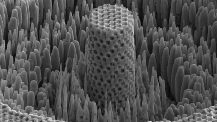 Микроскопски изглед на металното дърво Credit: University of Pennsylvania