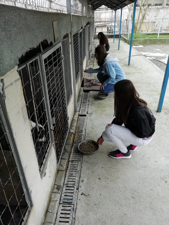 Учениците от ОУ"Св.св.Кирил и Методий" дариха 100 кг.храна на приюта "Дай лапа"
