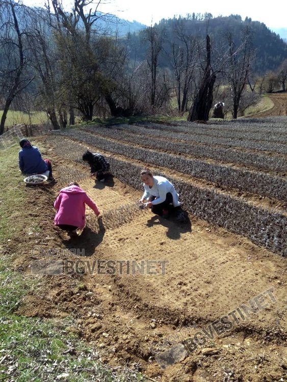 От няколко години в Родопите лавандулата е все по-популярен заместител на "умиращия" тютюн