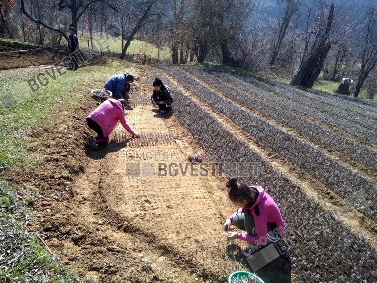 В началото на март Мел и близките й заложиха новите лехи, за да произведат разсада