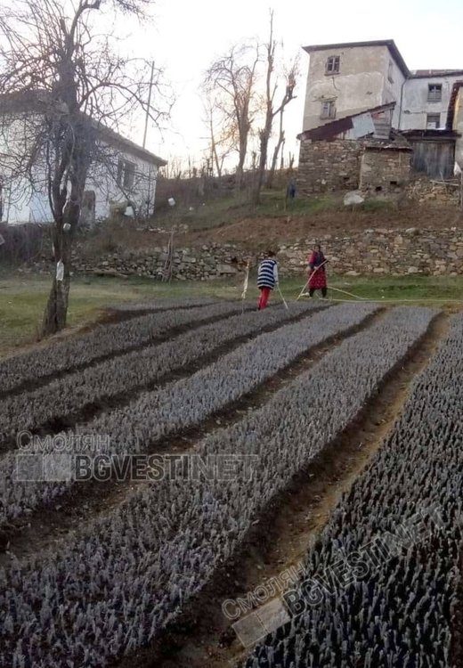 Тази година семейството е засадило 60 хиляди коренчета