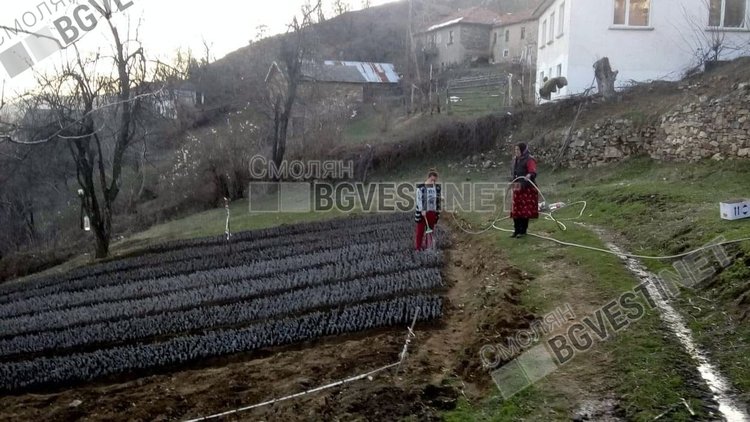 В отглеждането на непретенциозния разсад участва цялото семейство