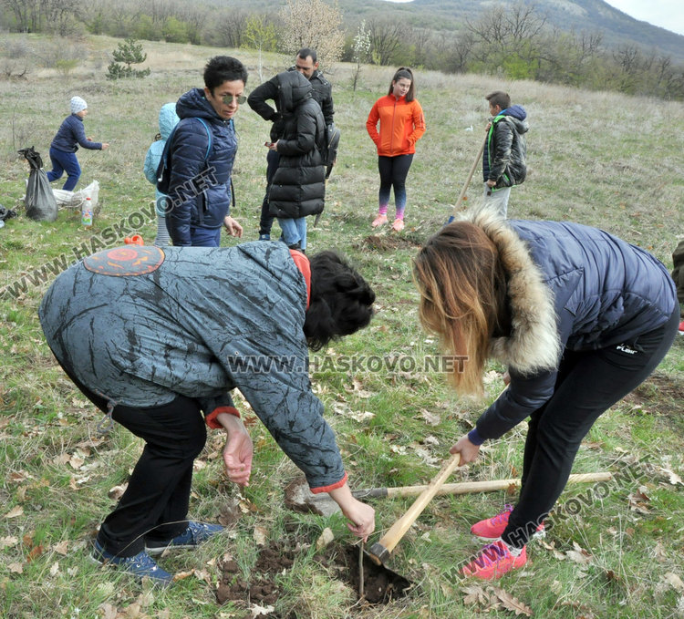 Доброволци засадиха 200 акации в Хасковско