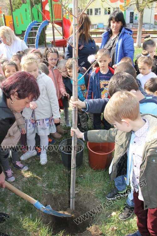 Кметът Иво Димов и децата от ДГ "8-ми март" засадиха дръвчета в двора на градината