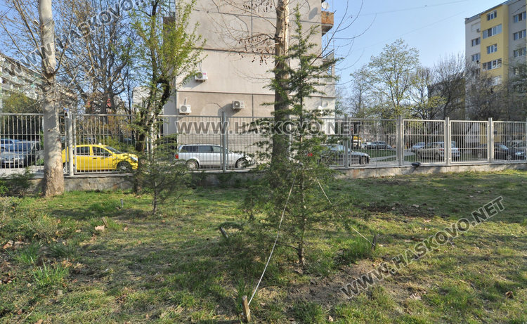 Ученици от Царската гимназия залесиха "Шандор Петьофи" с чинар и бял бор