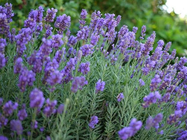 лавандула