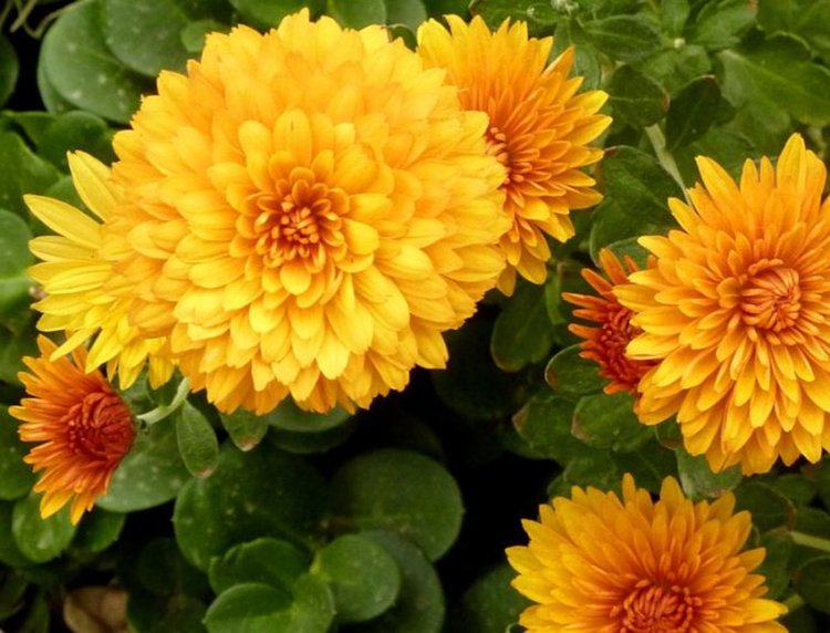 хризантема