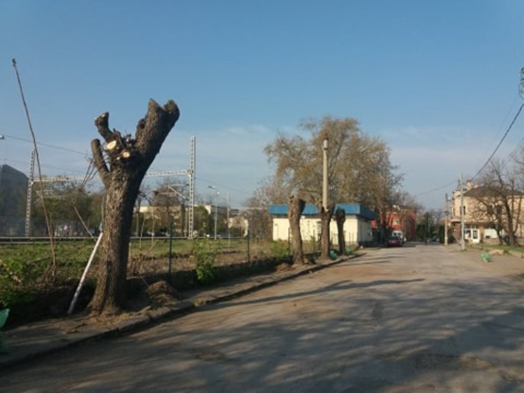 Читател: Жестоко кастрят дърветата по "Братя Миладинови"