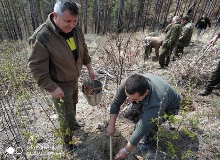 Засадиха 400 фиданки червен дъб в Кърджалийско