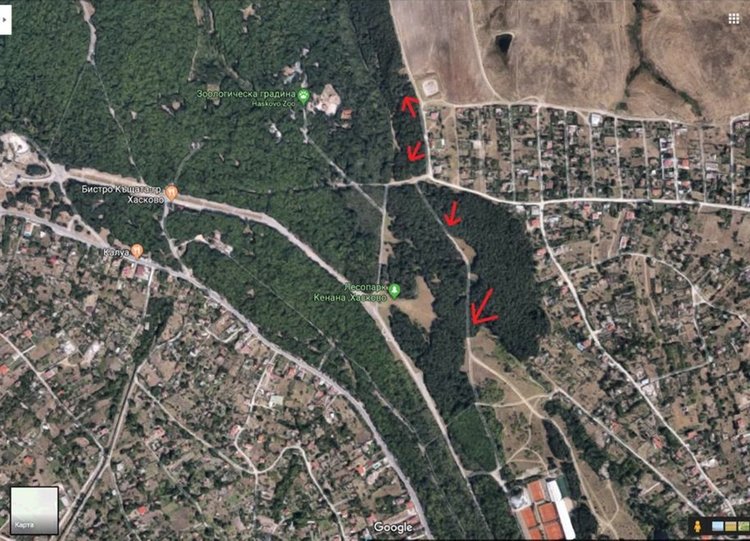 Mашини увредиха дървета в боровата гора в Кенана