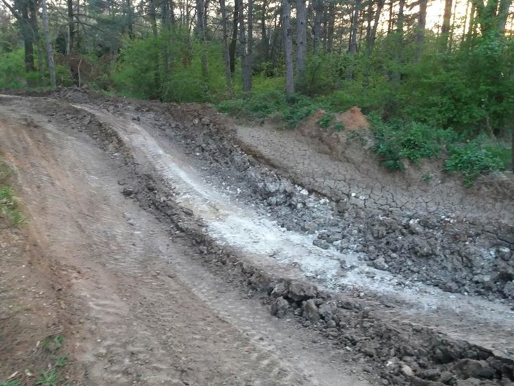 Mашини увредиха дървета в боровата гора в Кенана