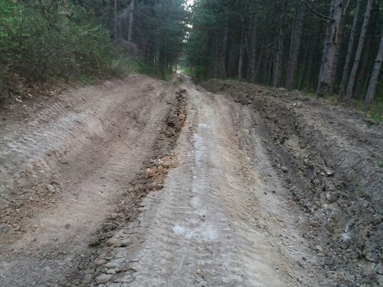 Mашини увредиха дървета в боровата гора в Кенана