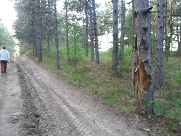 Mашини увредиха дървета в боровата гора в Кенана