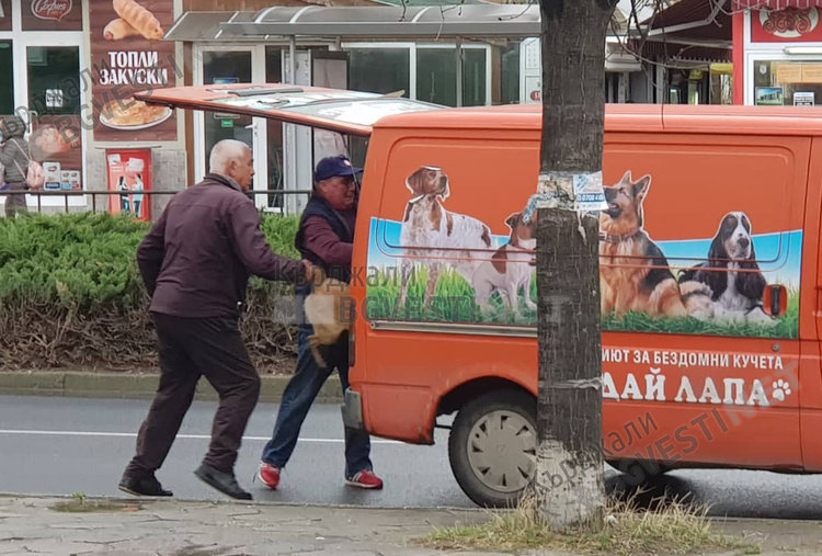 Граждани реагират гневно за нехуманно отношение към бездомните кучета в Кърджали