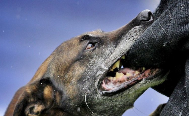 Куче нахапа 12-годишно момче, издирват стопанина му