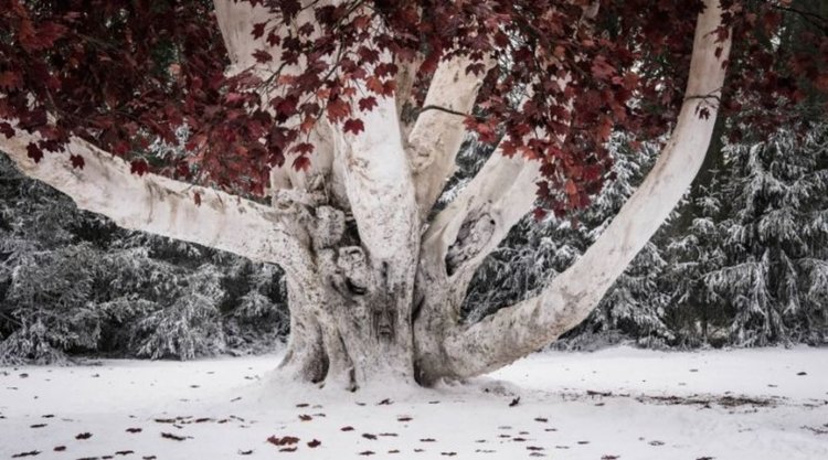 „Игра на тронове“ във факти и цифри