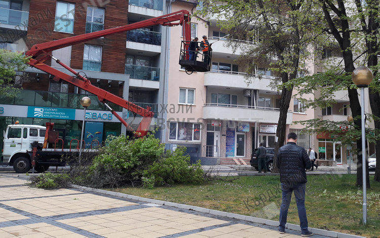 Показна акция за премахване на сухи клони до Общината