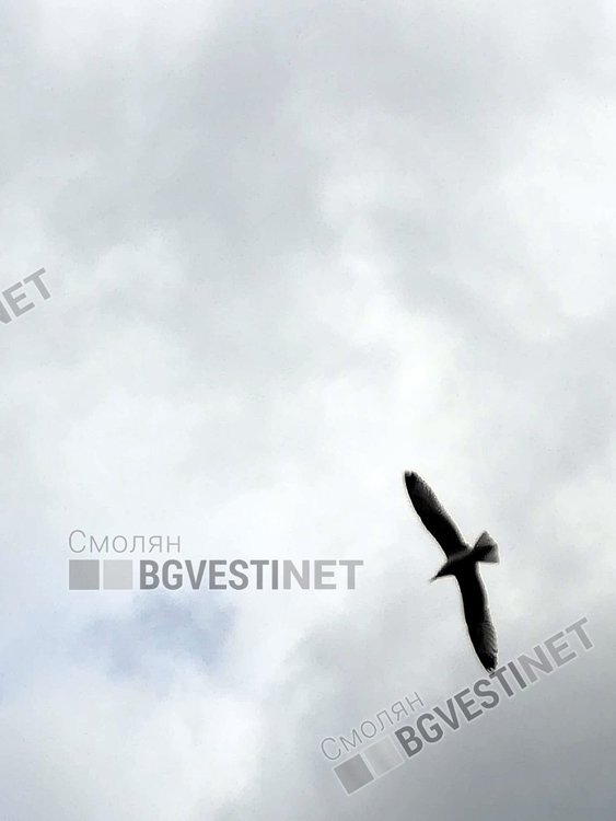 Какво правят гларуси в Смолян и защо ги наричат „летящите кучета“ на града?