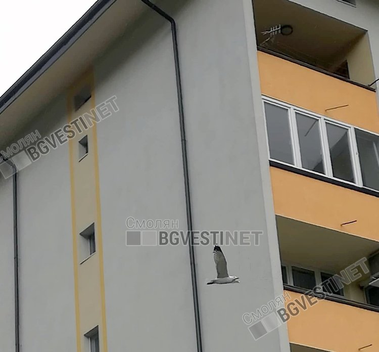 Какво правят гларуси в Смолян и защо ги наричат „летящите кучета“ на града?