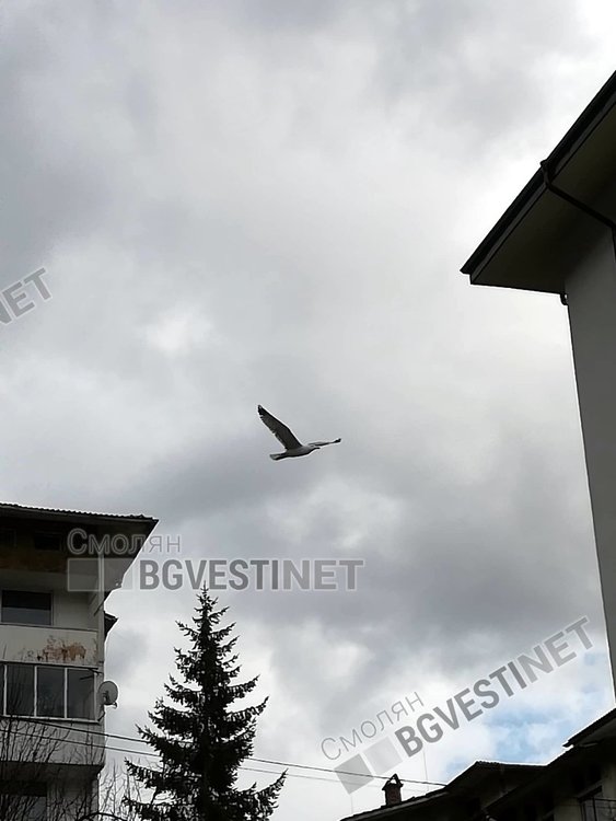 Какво правят гларуси в Смолян и защо ги наричат „летящите кучета“ на града?