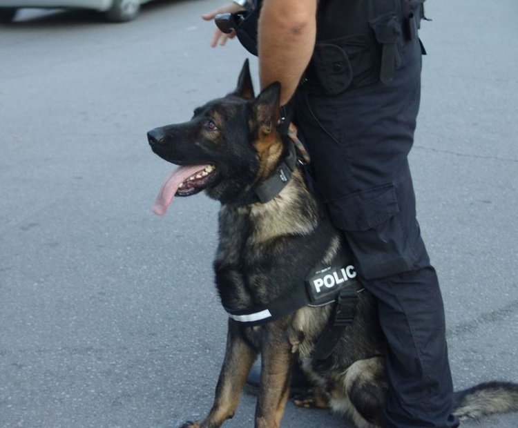 Хасковлия с белезници след гонка за нелегални