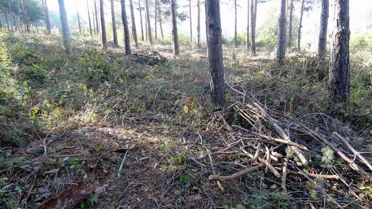 снимката е илюстративна