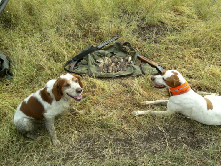 Пак кражба на ловни кучета, дресирани животни са много търсени в Гърция