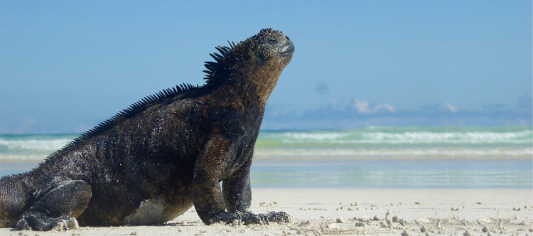 Специални уикенди за Деня на Земята и рождения ден на Сър Дейвид Атънбъро по Viasat Nature
