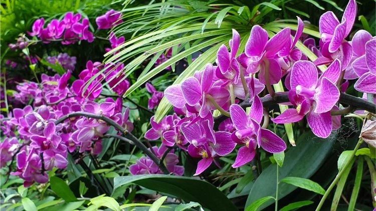 Стъклен мол с водопад и красиви градини отвори врати в летище Чанги