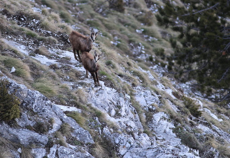 Експерти: Популацията на застрашената от изчезване дива коза е стабилна