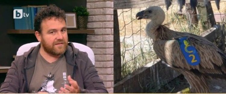 Бял лещояд от България арестуван за шпионаж в Йемен