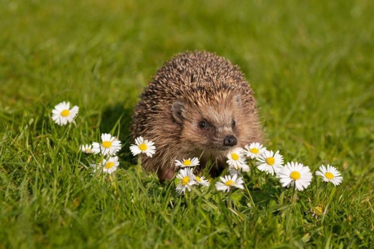 Предимно слънчево в понеделник с температура до 19 градуса