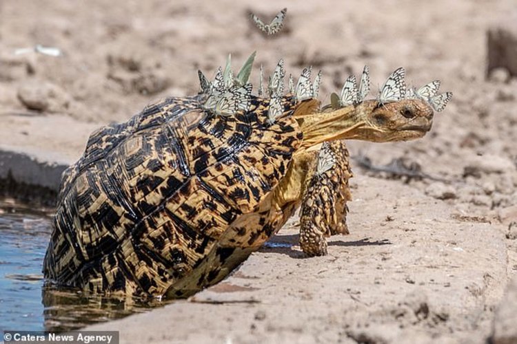 Уникални кадри: Рояк пеперуди на костенурка