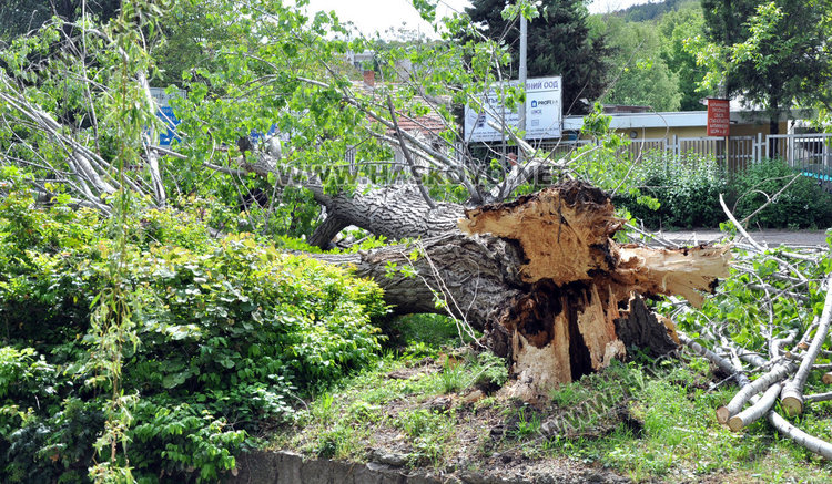 Стара топола се свлече край реката по бул „Илинден” и затвори движението