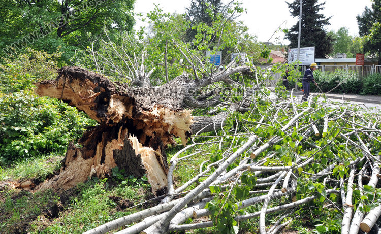 Стара топола се свлече край реката по бул „Илинден” и затвори движението