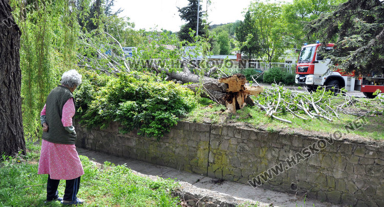 Стара топола се свлече край реката по бул „Илинден” и затвори движението