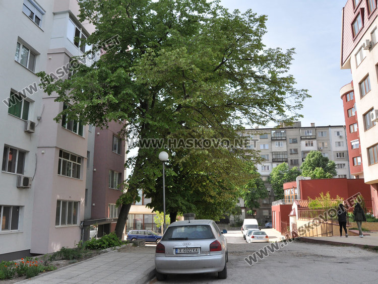 Хасковлийка: Наклонено дърво може да се стовари върху минувачи