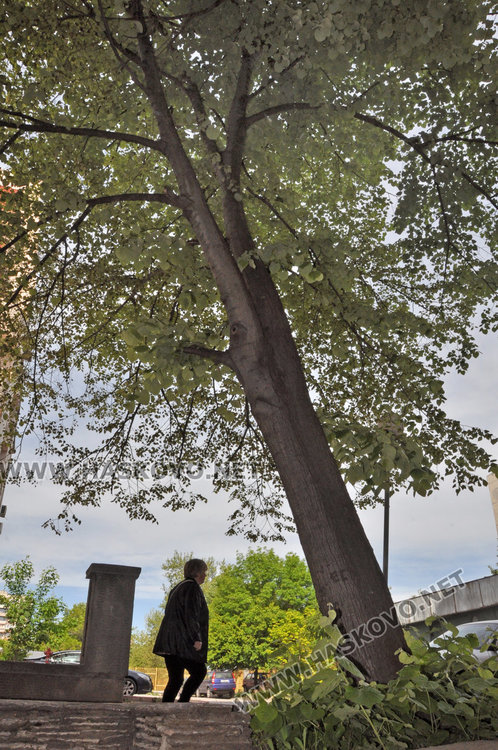 Хасковлийка: Наклонено дърво може да се стовари върху минувачи
