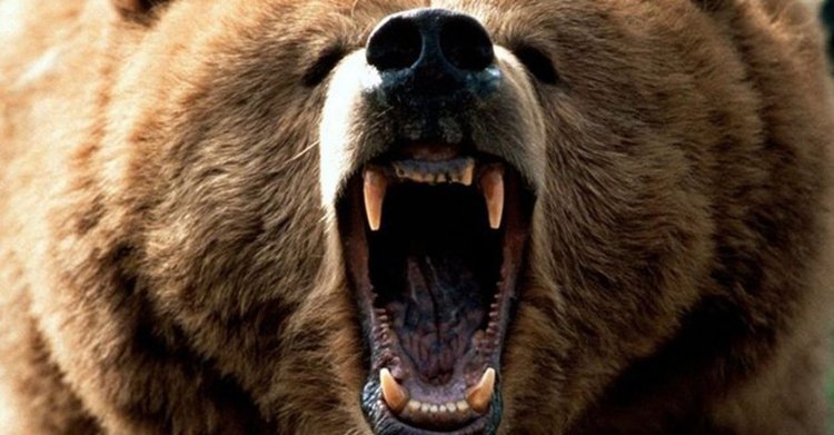 Девет нападения за 5 дни: стръвници нападат наред кошери и животни