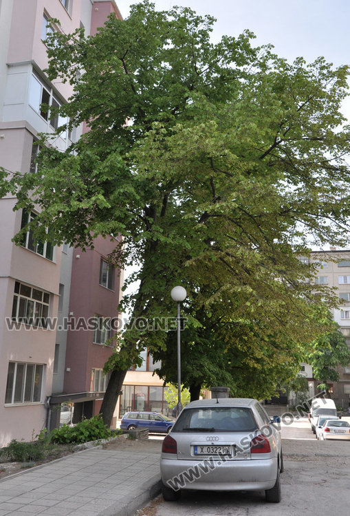 Хасковлийка: Наклонено дърво може да се стовари върху минувачи