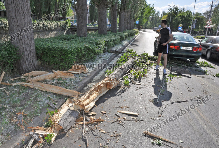 Кола се разби в паднала топола край хасковската река