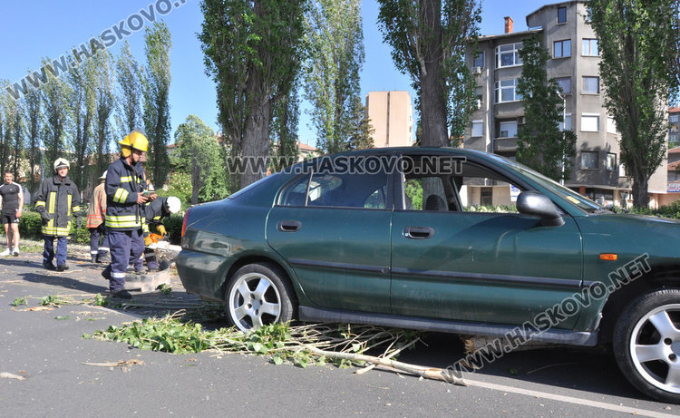 Кола се разби в паднала топола край хасковската река