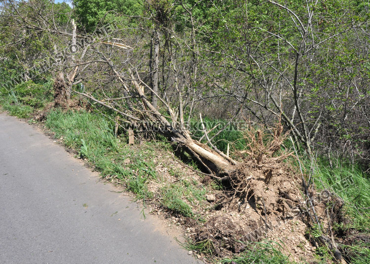 Кола отсече дървета и се обърна по таван край Въгларово