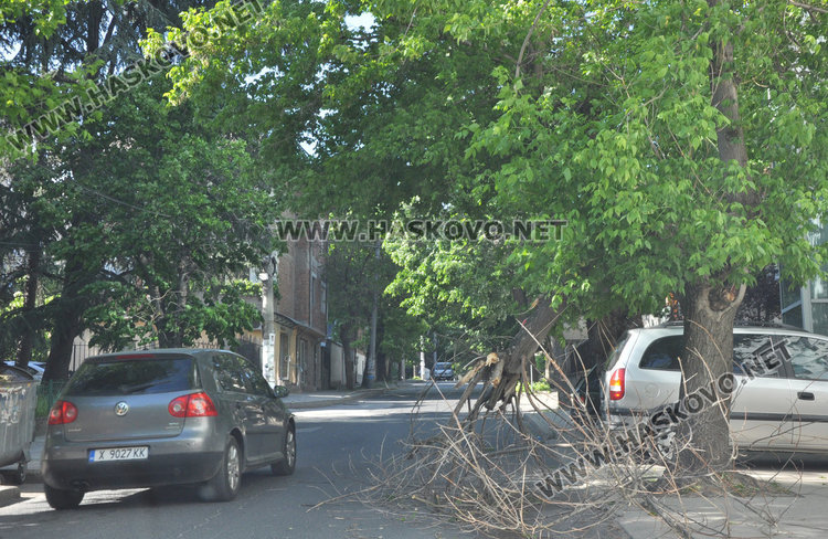 Кола се разби в паднала топола край хасковската река