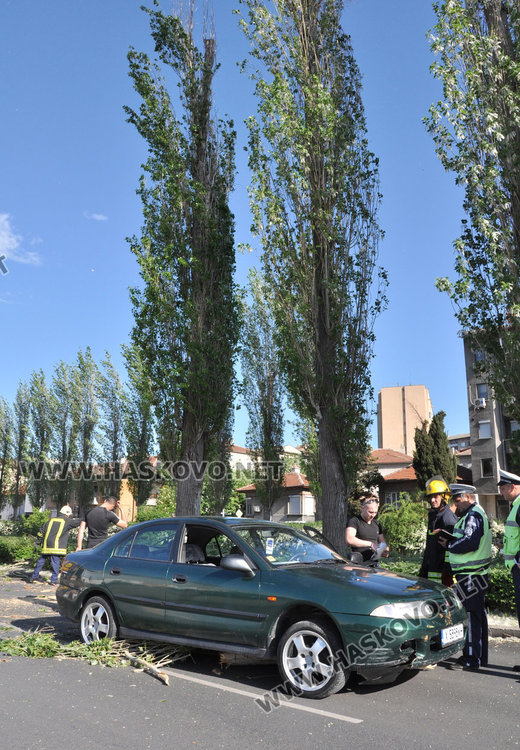Кола се разби в паднала топола край хасковската река